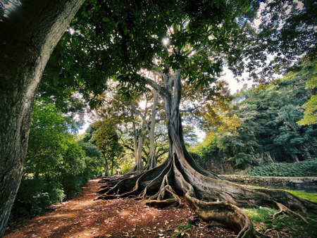 An exotic tree with the roots on the ground in the middle of a beautiful forestの写真素材