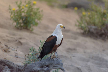 A closeup shot of a balm eagle standing on a broken tree