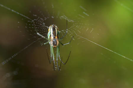 A selective focus shot of a spider in a spider web on blurred backgroundの写真素材