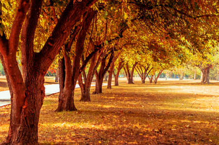 A beautiful view of the trees on a grass covered field under the sun lightの写真素材