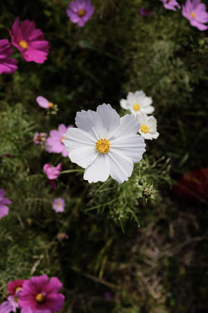 A vertical high angle closeup shot of a beautiful white Garden Cosmos flowerの写真素材