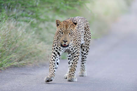 A magnificent African leopard walking on the road by the grassy fieldsの写真素材