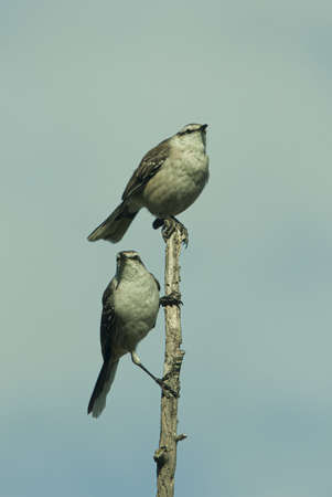 A vertical isolated shot of two brown-headed cowbirds sitting on a wooden stick