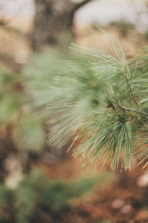 A closeup of a fir leaf in a forest surrounded by greenery with a blurry background