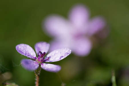 A selective focus shot of a beautiful purple plant from the Polemoniaceae family covered in dew dropsの写真素材