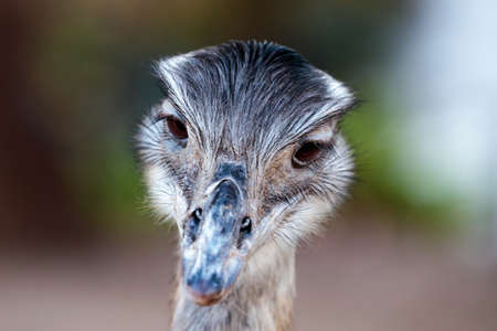 A closeup shot of a cute Greater rhea isolated on a blurred backgroundの写真素材