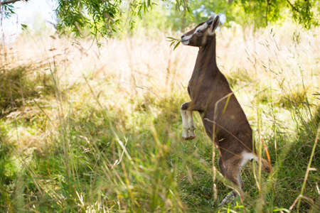 A funny brown goat with a grass in its mouth standing on back feet in a grassy field