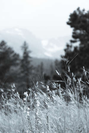 A greyscale closeup picture of grass surrounded by trees on a blurry backgroundの写真素材