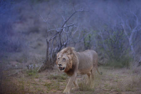 A selective focus shot of a lion walking around protecting his territoryの写真素材