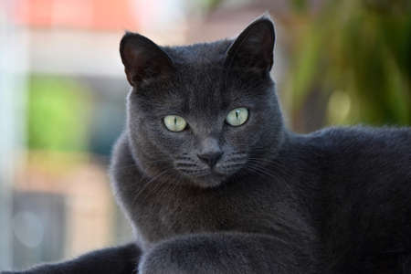 A closeup selective focus shot of a black cat with freaky expressive eyes