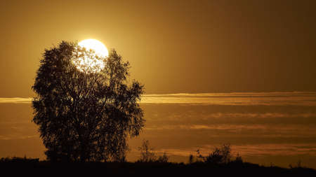 A silhouette of trees on the beach with the beautiful view of the sunset in the backgroundの写真素材