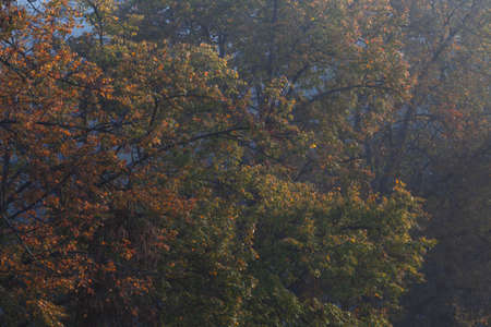 A beautiful shot of a lot of trees with colorful leaves in the forest