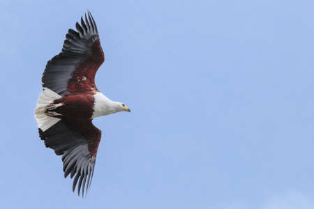 African fish eagle Haliaeetus vocifer gliding, wings and tail forming a single uninterrupted aerodynamic surface. Lake Naivasha, Kenya, East Africaの写真素材