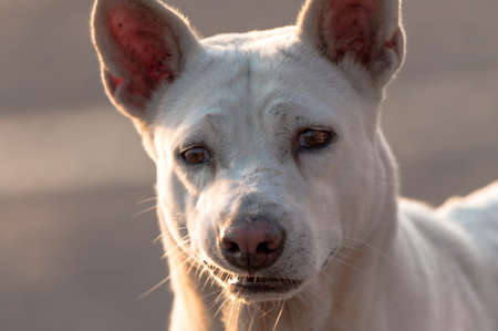 A closeup shot of a sad white formosan mountain dog on a blurred backgroundの写真素材