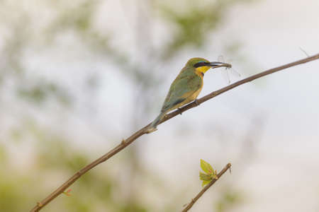 A closeup shot of a flycatcher bird standing on a branch with a caught dragonfly