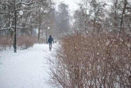 A closeup shot of a dry bush in the park covered with snow in winter