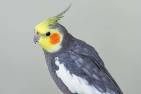 A cute cockatiel bird with grey and yellow feathers against a grey background