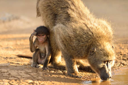 A baboon drinking water from a pond with her baby sitting beside her