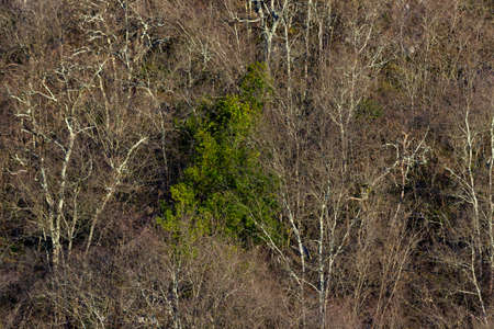 The wild dry bare plants growing in the mountainsの写真素材