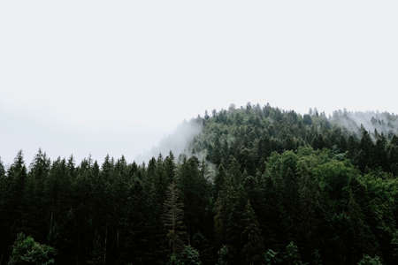A beautiful view of the trees in a rain forest captured in the foggy weatherの写真素材