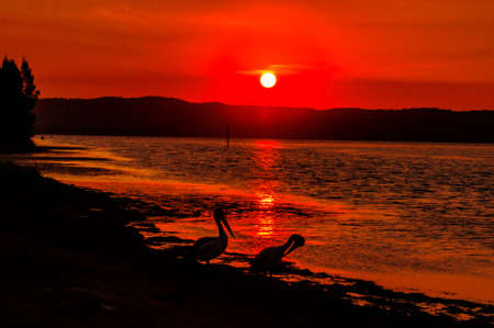 A beautiful view of the silhouette of egrets on the beach with the sunset on the backgroundの写真素材