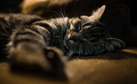 A closeup sho of a cute sleeping cat on blurred background