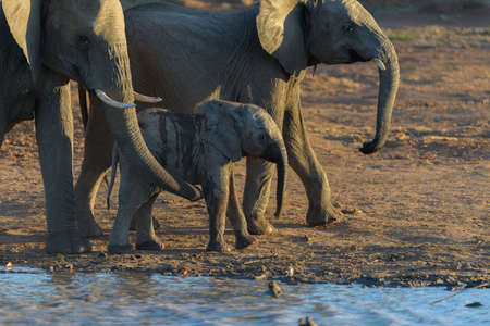 A selective focus shot of a baby elephant walking near other elephantsの写真素材