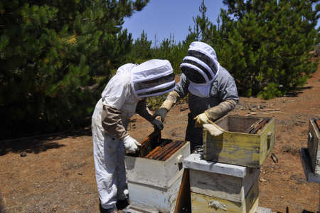 Beekeepers hardly working on getting honeycomb out in order to harvest honey