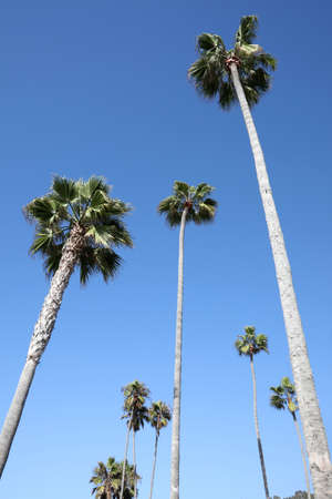 A vertical low angle shot of many tall palms under the sky - perfect for a vertical backgroundの写真素材