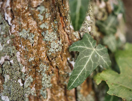 A selective focus shot of a green maple leaf growing on a tree trunkの写真素材
