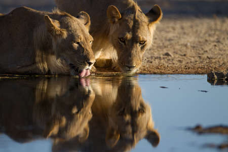 The reflection of the lionesses drinking water from a small pondの写真素材
