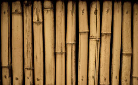 A closeup shot of bamboos - great fro background or a blogの写真素材