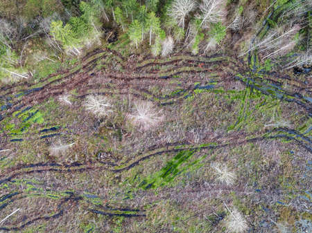 A high angle shot of beautiful trees in a forest - great for a natural background