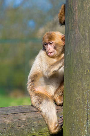 A vertical shot of a cute Japanese macaque making fun of other monkeys by showing its tongue