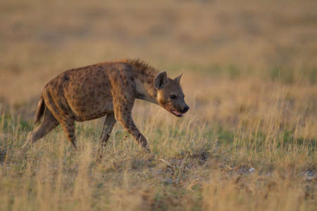 A hyena walking among a field covered with yellow grass looking for preyの写真素材