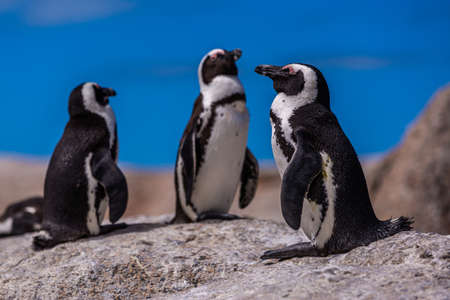 A closeup selective focus shot of cute penguins hanging out in Cape of Good Hope, Cape Town, South Africaの写真素材
