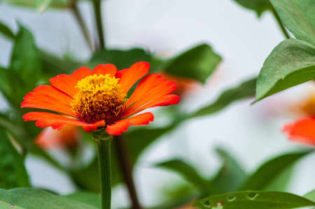 A selective focus closeup shot of a beautiful Zinnia Elegans growing in the middle of a forestの写真素材