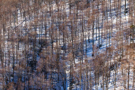 A high angle shot of the tall bare trees of the Medvednica in Zagreb, Croatia in winter