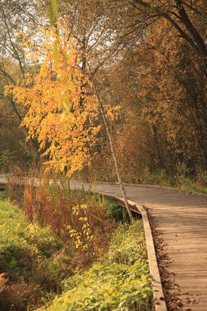 A vertical shot of a wooden road in a park in Moscow in autumnの写真素材