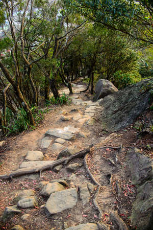A vertical shot of a rocky pathway in the forest surrounded by a lot of trees