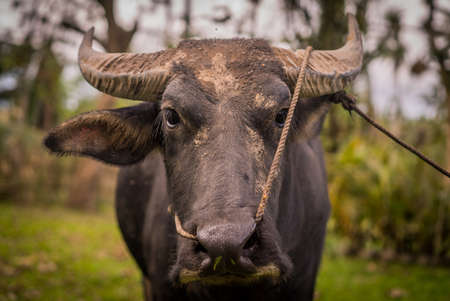 A closeup shot of a black water buffalo in the middle of the jungle