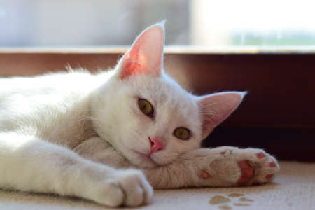 A closeup selective focus shot of a cute white Khao Manee cat laying on a window sillの写真素材