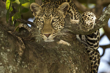 A magnificent African leopard resting on the tree branch in the middle of the jungleの写真素材