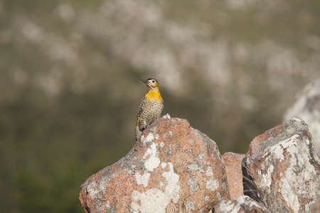 A selective focus shot of an exotic yellow bird on the stones with a blurred backgroundの写真素材