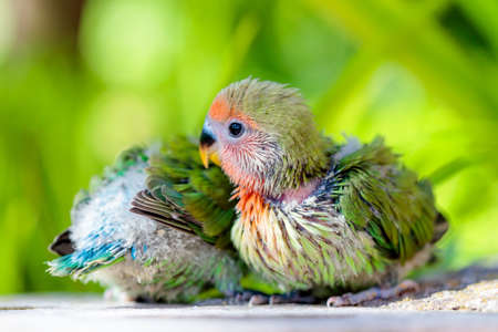 A baby peach faced love bird on a blurred green backgroundの写真素材