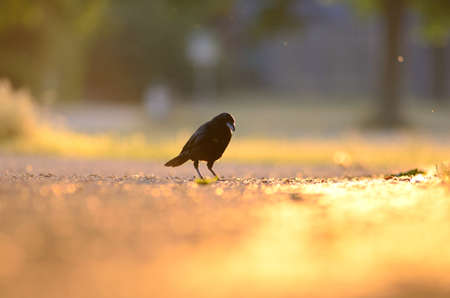 A selective focus shot of a beautiful raven on the groundの写真素材