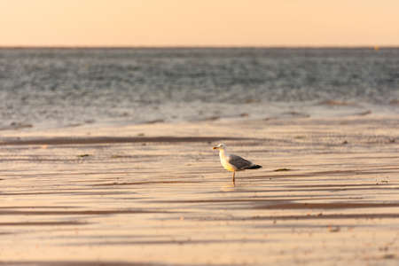 A black-backed gull standing in the sea during sunset with blurry sea weaves behind itの写真素材