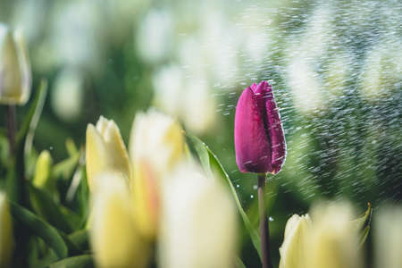 A single purple tulip in a white tulip field covered with water drops - individuality concept