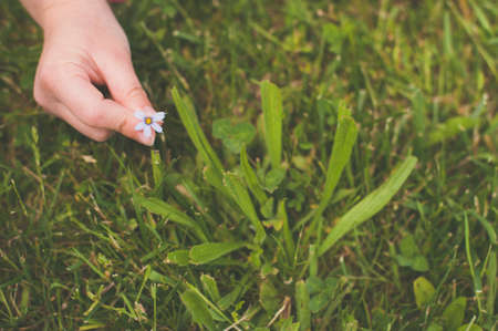 A selective focus shot of a human hand picking a small white flower growing among the green grassの写真素材