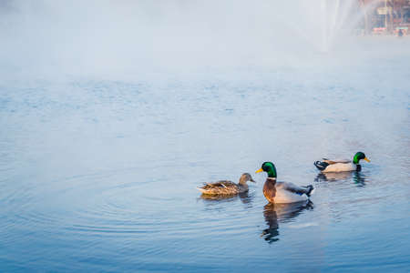 A closeup shot of beautiful cute ducklings swimming in the lake